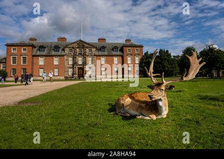 Paysage magnifique de Deer à Dunham Massey, vieille maison historique dans le Grand Manchester, partie du National Trust Foundation de propriétés au Royaume-Uni Banque D'Images