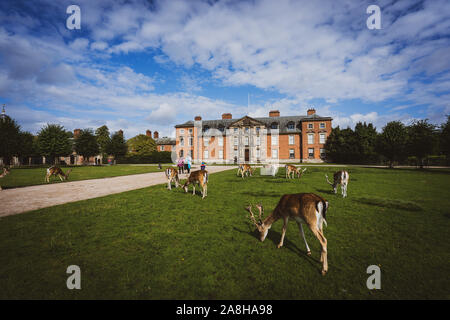 Paysage magnifique de Deer à Dunham Massey, vieille maison historique dans le Grand Manchester, partie du National Trust Foundation de propriétés au Royaume-Uni Banque D'Images