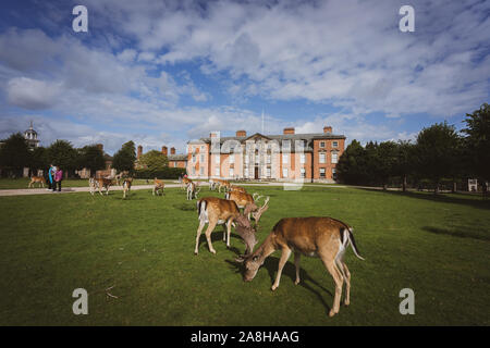 Paysage magnifique de Deer à Dunham Massey, vieille maison historique dans le Grand Manchester, partie du National Trust Foundation de propriétés au Royaume-Uni Banque D'Images