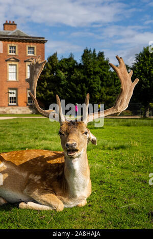 Paysage magnifique de Deer à Dunham Massey, vieille maison historique dans le Grand Manchester, partie du National Trust Foundation de propriétés au Royaume-Uni Banque D'Images