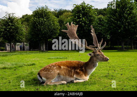 Paysage magnifique de Deer à Dunham Massey, vieille maison historique dans le Grand Manchester, partie du National Trust Foundation de propriétés au Royaume-Uni Banque D'Images