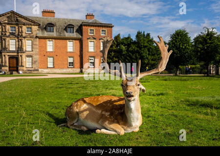 Paysage magnifique de Deer à Dunham Massey, vieille maison historique dans le Grand Manchester, partie du National Trust Foundation de propriétés au Royaume-Uni Banque D'Images