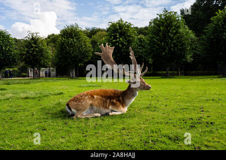 Paysage magnifique de Deer à Dunham Massey, vieille maison historique dans le Grand Manchester, partie du National Trust Foundation de propriétés au Royaume-Uni Banque D'Images