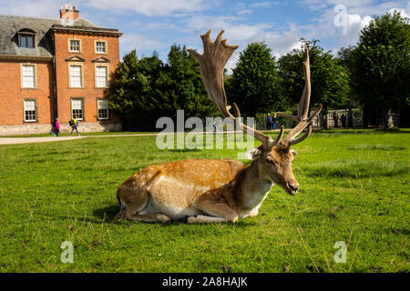 Paysage magnifique de Deer à Dunham Massey, vieille maison historique dans le Grand Manchester, partie du National Trust Foundation de propriétés au Royaume-Uni Banque D'Images