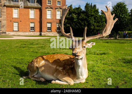 Paysage magnifique de Deer à Dunham Massey, vieille maison historique dans le Grand Manchester, partie du National Trust Foundation de propriétés au Royaume-Uni Banque D'Images