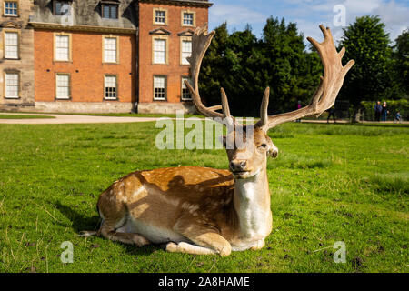 Paysage magnifique de Deer à Dunham Massey, vieille maison historique dans le Grand Manchester, partie du National Trust Foundation de propriétés au Royaume-Uni Banque D'Images