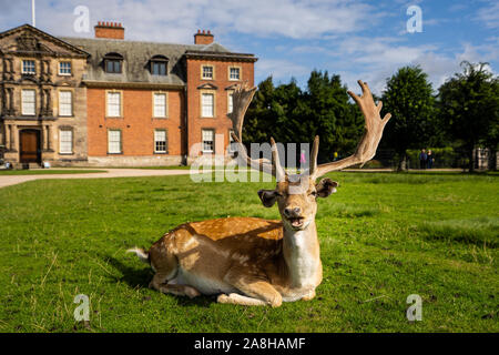 Paysage magnifique de Deer à Dunham Massey, vieille maison historique dans le Grand Manchester, partie du National Trust Foundation de propriétés au Royaume-Uni Banque D'Images