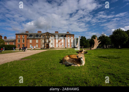 Paysage magnifique de Deer à Dunham Massey, vieille maison historique dans le Grand Manchester, partie du National Trust Foundation de propriétés au Royaume-Uni Banque D'Images