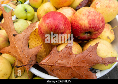 Pommes exceptionnels recueillis pour la fabrication du cidre avec les feuilles d'automne Banque D'Images