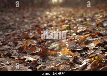 Automne route dans une forêt ensoleillée couverte de feuilles marron Banque D'Images