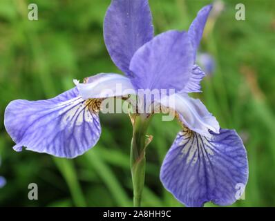 Libre d'iris bleu dans un jardin Banque D'Images