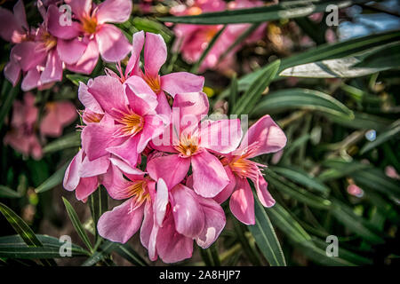 Un close-up de belles fleurs de lauriers roses Banque D'Images