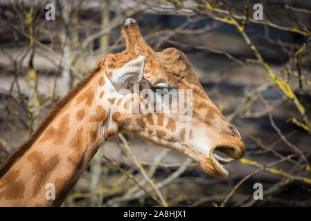 Girafes, mère et bébé girafe, amour Banque D'Images