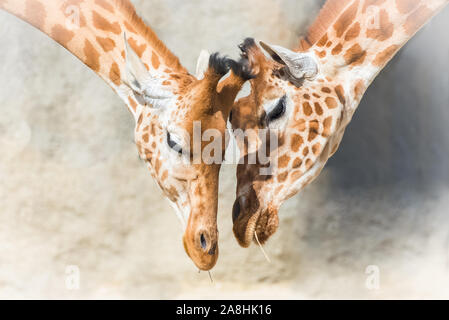 Girafes, mère et bébé girafe, amour Banque D'Images