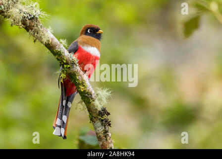 Trogon Trogon collaris - collier, couleur magnifique oiseau de pentes andines de l'Amérique du Sud, l'Équateur, Guango lodge. Banque D'Images