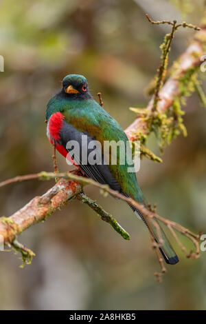 Trogon Trogon collaris - collier, couleur magnifique oiseau de pentes andines de l'Amérique du Sud, l'Équateur, Guango lodge. Banque D'Images