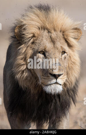 Portrait of a male lion (Panthera leo) en plein soleil dans NP Moremi (Khwai), Botswana Banque D'Images