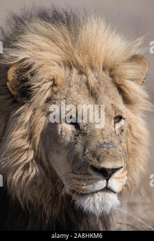 Portrait of a male lion (Panthera leo) en plein soleil dans NP Moremi (Khwai), Botswana Banque D'Images