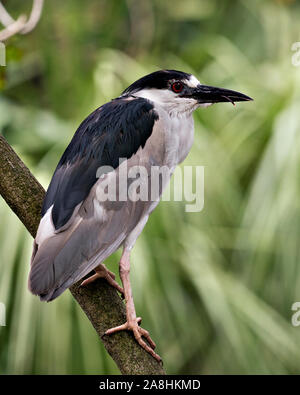 Bihoreaux noir d'oiseaux adultes et affichant son perchés gros plan plumage, tête, bec, oeil, et profiter de son environnement et de l'environnement avec Banque D'Images