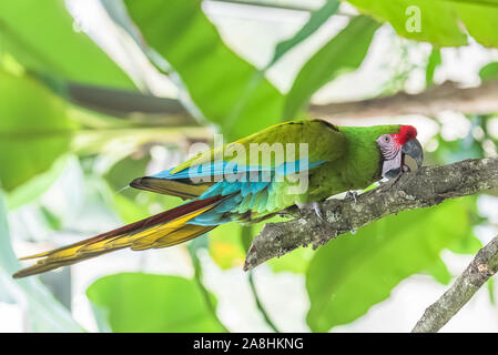 Macaw militaire, Ara militararis, perroquet drôle Banque D'Images