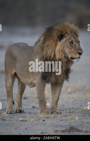 Plein développement male lion (Panthera leo) dans la lumière du matin très tôt en NP Moremi (Khwai), Botswana Banque D'Images