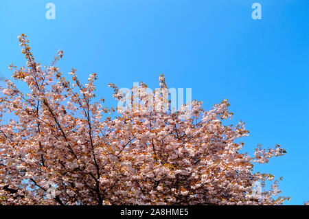 Japanese flowering cherry nom Latin Prunus Kanzan Banque D'Images