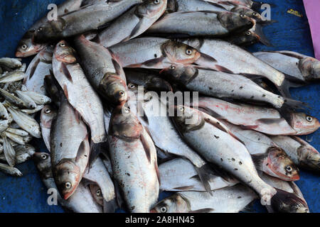 Marché de poisson de Kumrokhali, West Bengal, India Banque D'Images