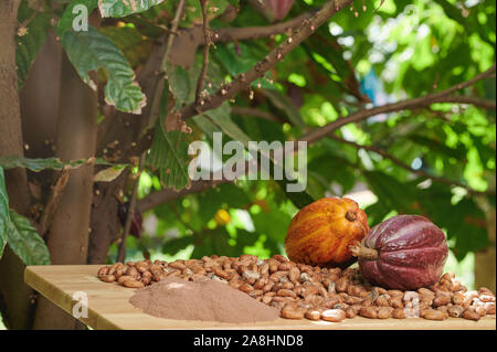 Les fèves de cacao sur fond d'arbres naturelles. L'agriculture de thème de cacao Banque D'Images