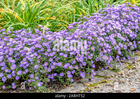 Kissen-Aster (Aster 'Lady in Blue') Banque D'Images