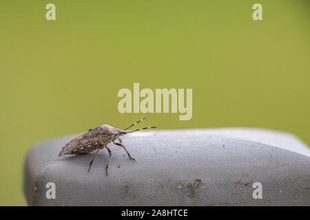 Sur un poteau de clôture se trouve un petit brun bug Banque D'Images