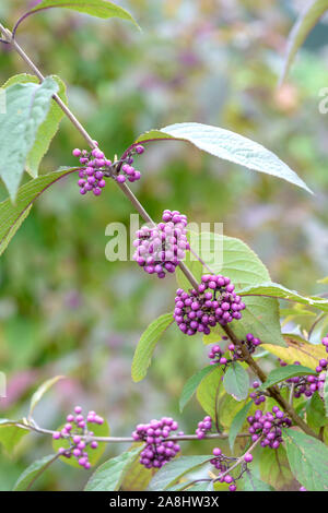 Liebesperlenstrauch (Callicarpa bodinieri 'Profusion') Banque D'Images