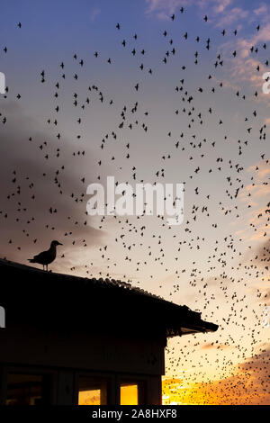 Seagull avec starling derrière murmurations Banque D'Images