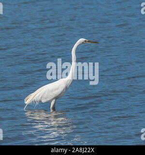 Grand aigrette, Ardea alba, bel oiseau blanc, portrait Banque D'Images