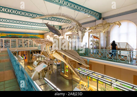 Intérieur du Musée d'Histoire Naturelle de Lille, Lille, France Banque D'Images