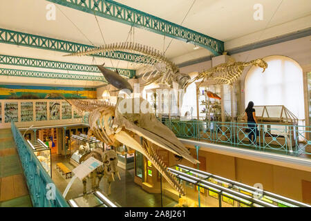 Intérieur du Musée d'Histoire Naturelle de Lille, Lille, France Banque D'Images