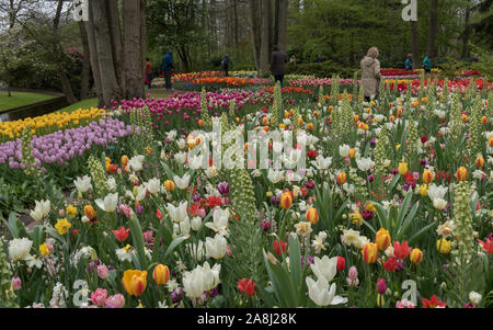 Parterre de fleurs à Keukenhof jardin, Lisse, Pays-Bas Banque D'Images