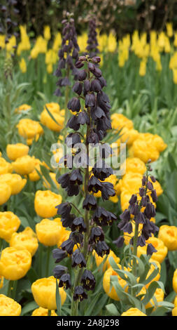 Fritillaria persica en face de tulipes jaunes dans le Keukenhof jardin, Lisse, Pays-Bas Banque D'Images