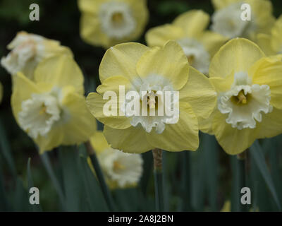 Les jonquilles dans le jardin de Keukenhof, Lisse, Pays-Bas Banque D'Images