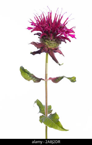 De mon jardin des plantes médicinales : bloom et feuilles de Monarda didyma (Indiandernessel / Goldmelisse) isolé sur fond blanc Banque D'Images