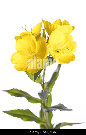 De mon jardin des plantes médicinales : Oenothera biennis (evening primerose) fleurs ouvertes isolé sur fond blanc Banque D'Images