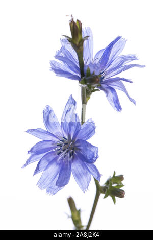 De mon jardin des plantes médicinales : Cichorium intybus (chicorée commune) avec 2 fleurs ouvertes isolé sur fond blanc Banque D'Images