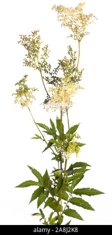 De mon jardin des plantes médicinales : Filipendula ulmaria reine des prés (fleurs) et pousse des feuilles sur une branche isolé sur fond blanc Banque D'Images