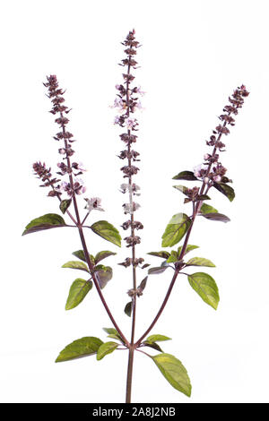 De mon jardin de plantes médicinales africaines : BASILIC (Ocimum kilimandscharicum bleu × basilicum 'Opal') fleur, tige et leafs isolated on white background Banque D'Images