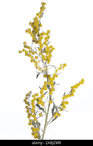 De mon jardin des plantes médicinales : Artemisia absinthium () grande absinthe fleurs jaune isolé sur fond blanc Vue de côté Banque D'Images