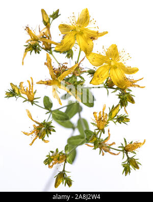 De mon jardin des plantes médicinales : Hypericum perforatum ( perforer St John's wort ) fleurs jaunes et feuilles vertes isolé sur fond blanc Vue de dessus Banque D'Images
