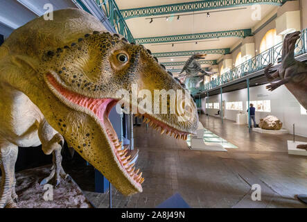 Intérieur du Musée d'Histoire Naturelle de Lille, Lille, France Banque D'Images