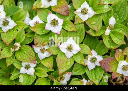 Teppich-Hartriegel (Cornus canadensis) Banque D'Images
