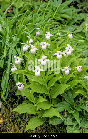 Weißer Frauenschuh (Cypripedium 'Ulla Satine') Banque D'Images