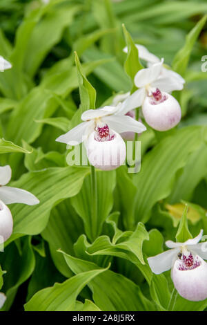 Weißer Frauenschuh (Cypripedium 'Ulla Satine') Banque D'Images