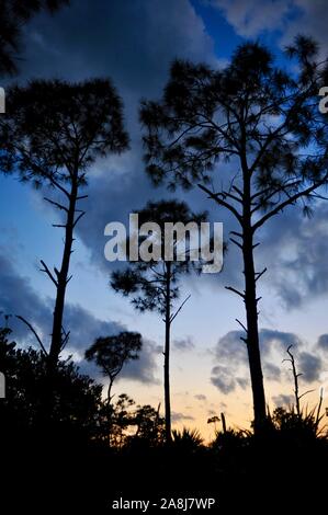 Barre oblique de forêts de pins et de broussailles palmetto au coucher du soleil dans le National Key Deer Refuge sur Big Pine Key, Florida Keys, Floride, USA Banque D'Images